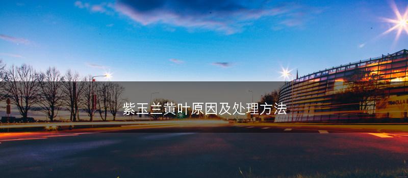 紫玉兰黄叶原因及处理方法(图1)