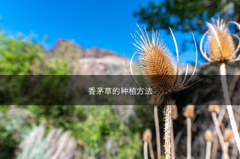 香茅草的种植方法(图1)