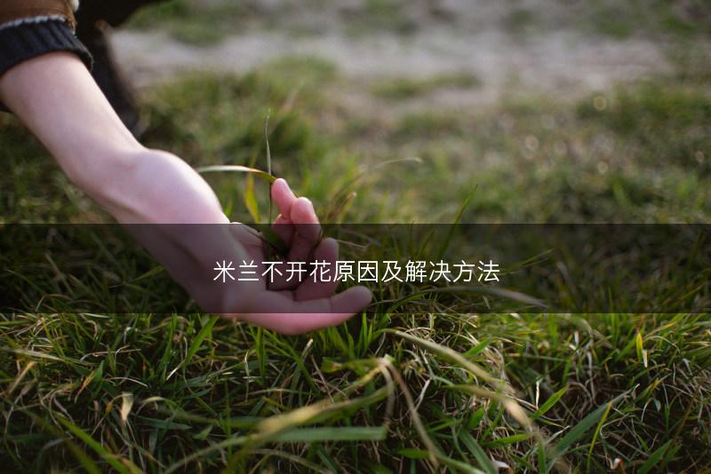 米兰不开花原因及解决方法(图1)