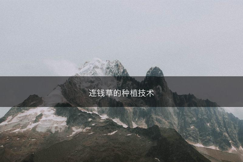 连钱草的种植技术(图1)