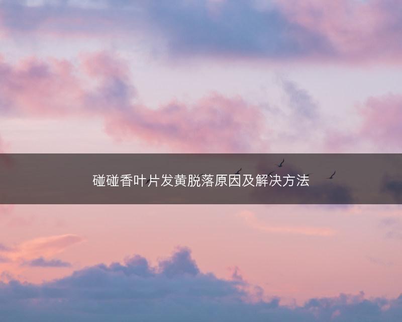 碰碰香叶片发黄脱落原因及解决方法(图1)