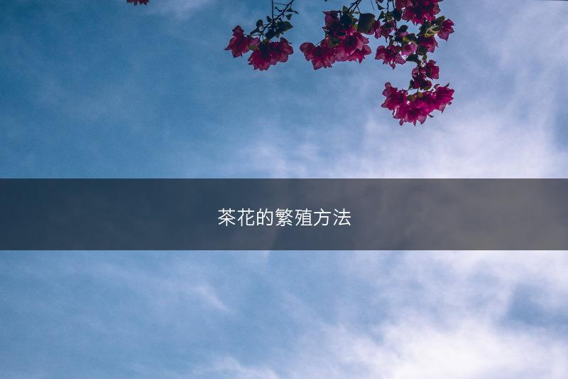 茶花的繁殖方法(图1)