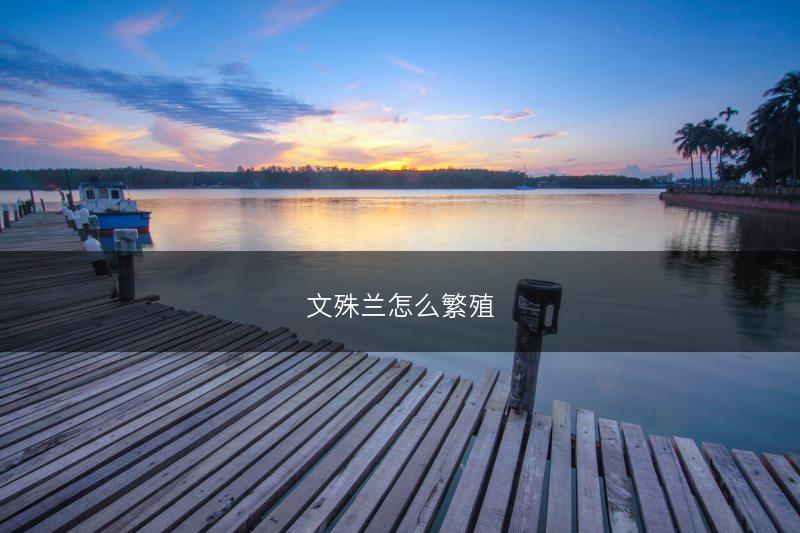文殊兰怎么繁殖(图1)