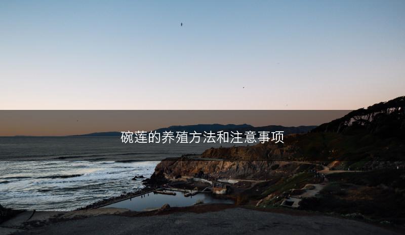 碗莲的养殖方法和注意事项(图1)