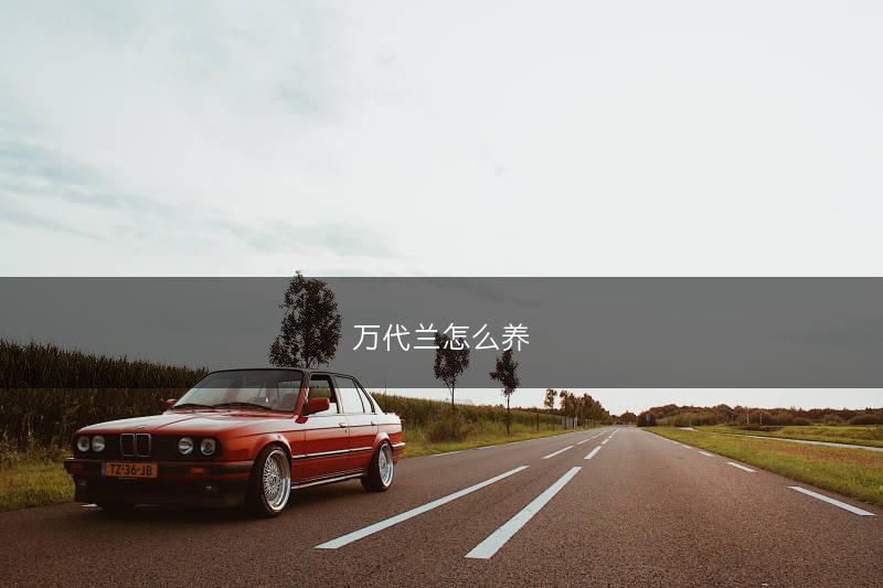 万代兰怎么养(图1)