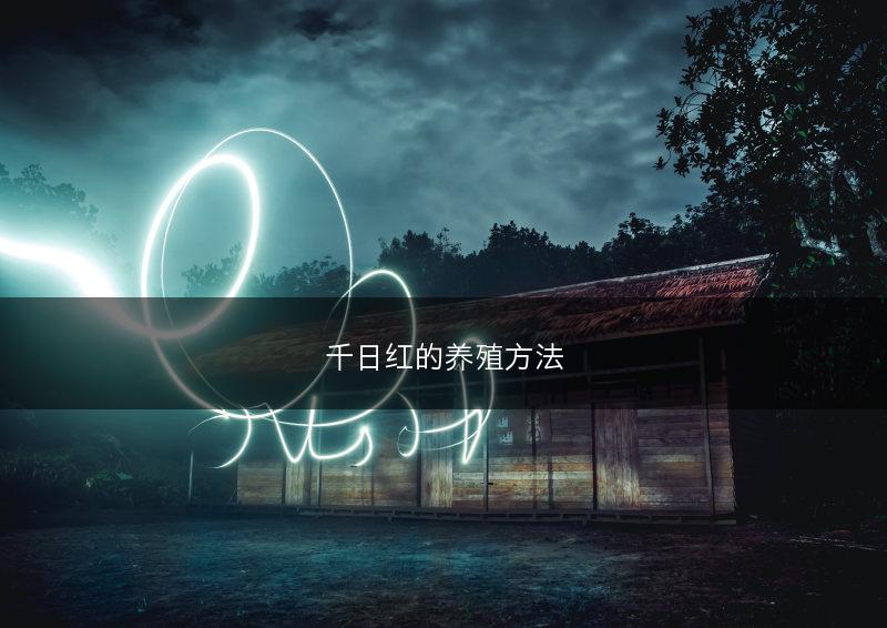 千日红的养殖方法(图1)