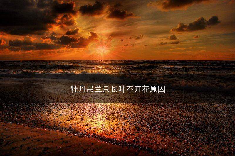牡丹吊兰只长叶不开花原因(图1)