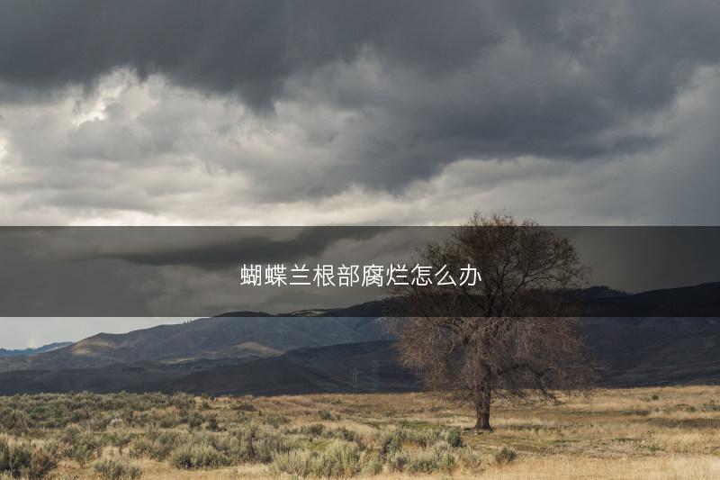 蝴蝶兰根部腐烂怎么办(图1)