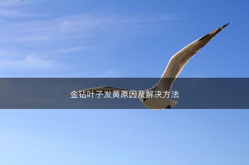 金钻叶子发黄原因及解决方法(图1)