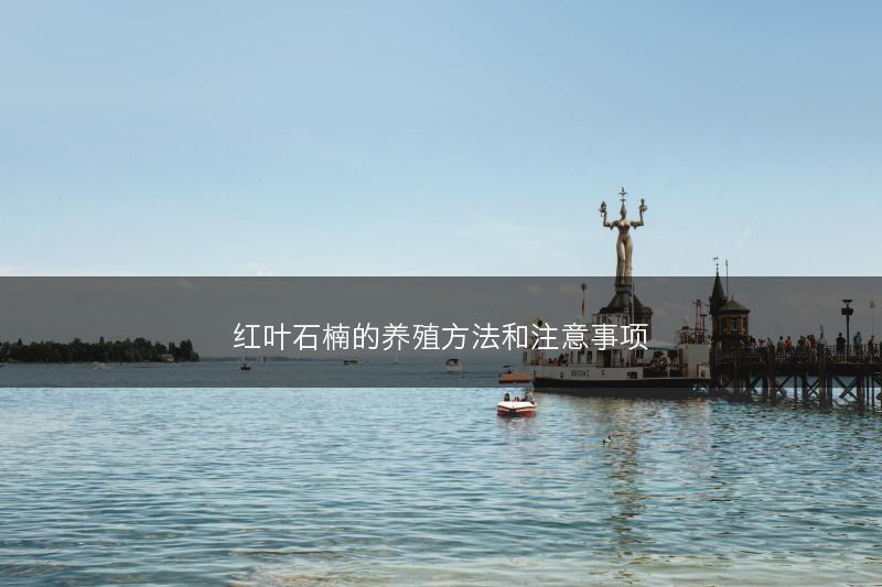 红叶石楠的养殖方法和注意事项(图1)