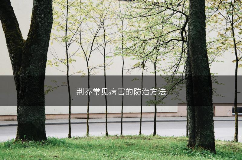 荆芥常见病害的防治方法(图1)
