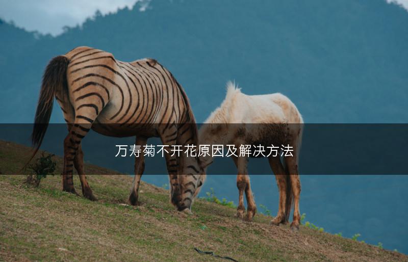 万寿菊不开花原因及解决方法(图1)