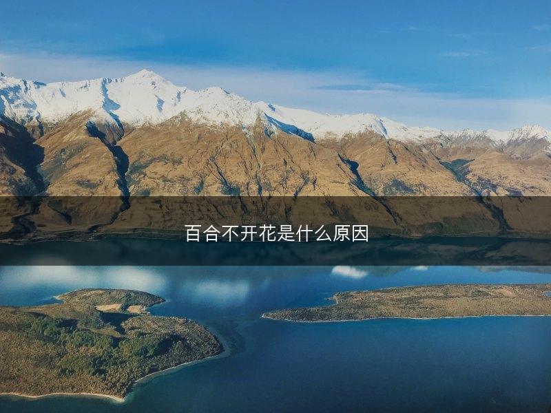 百合不开花是什么原因(图1)