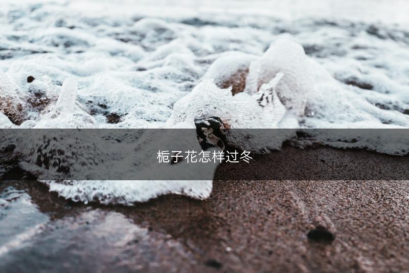 栀子花怎样过冬(图1)