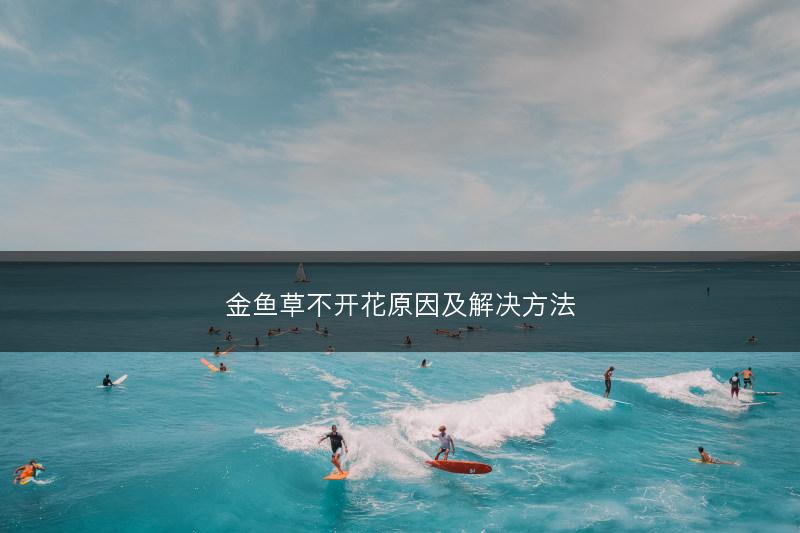 金鱼草不开花原因及解决方法(图1)