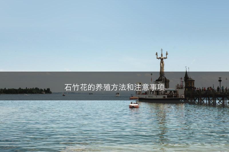 石竹花的养殖方法和注意事项(图1)
