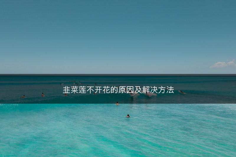 韭菜莲不开花的原因及解决方法(图1)