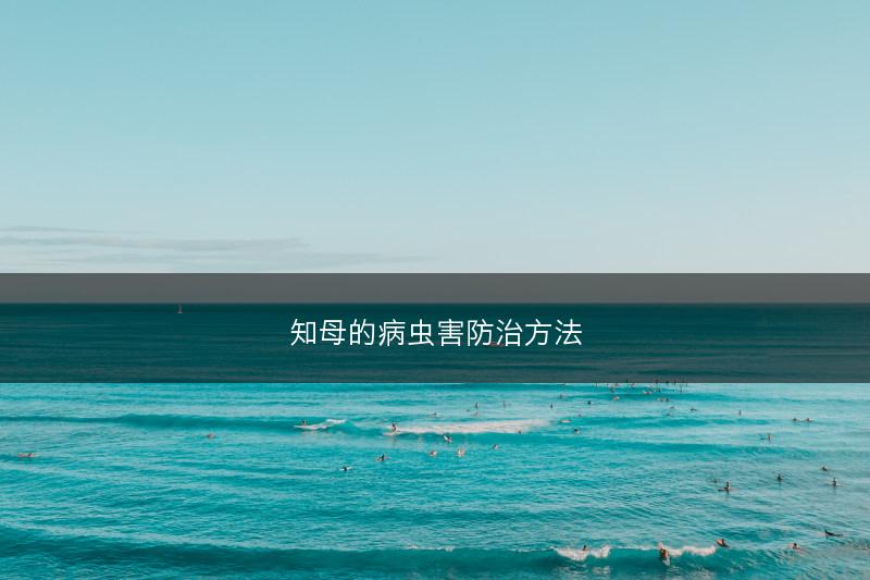 知母的病虫害防治方法(图1)