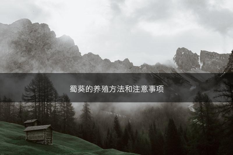 蜀葵的养殖方法和注意事项(图1)