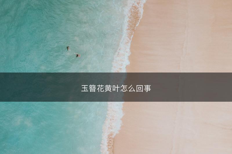 玉簪花黄叶怎么回事(图1)