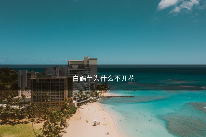 白鹤芋为什么不开花(图1)