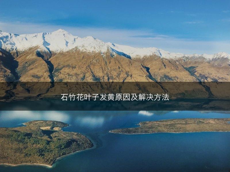 石竹花叶子发黄原因及解决方法(图1)