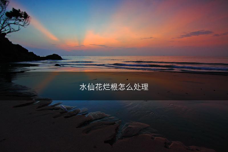 水仙花烂根怎么处理(图1)