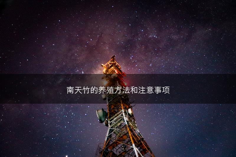 南天竹的养殖方法和注意事项(图1)