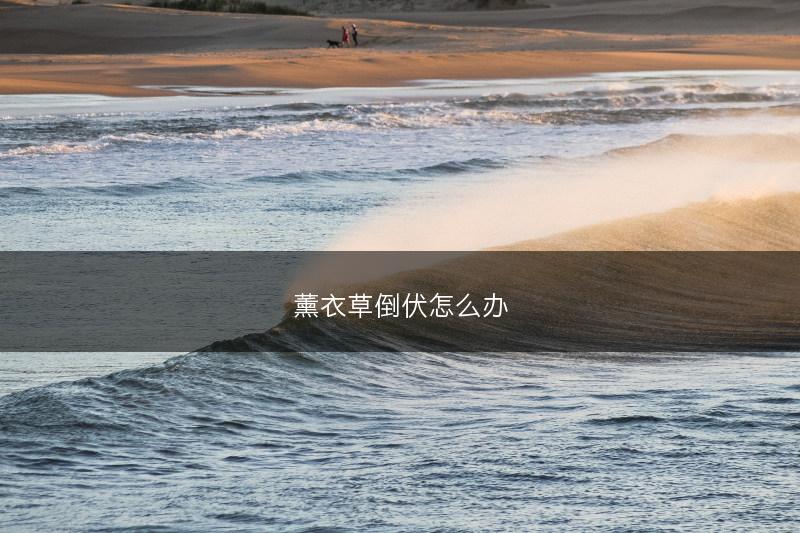 薰衣草倒伏怎么办(图1)