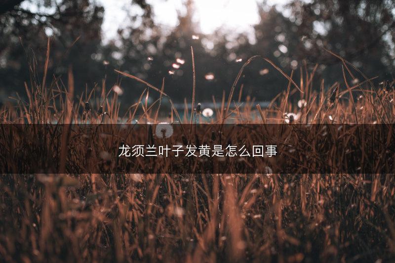 龙须兰叶子发黄是怎么回事(图1)