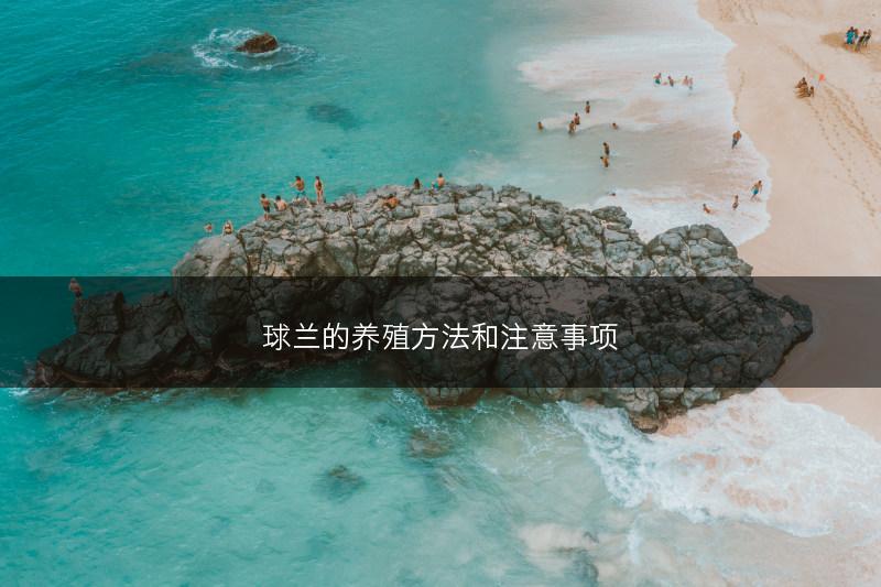 球兰的养殖方法和注意事项(图1)