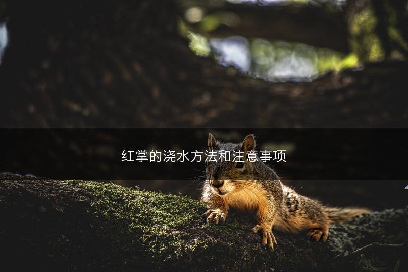 红掌的浇水方法和注意事项(图1)