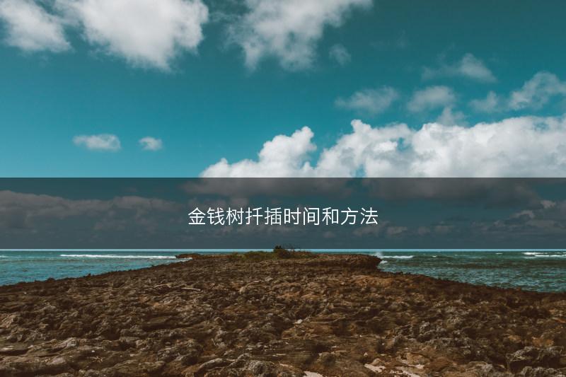 金钱树扦插时间和方法(图1)