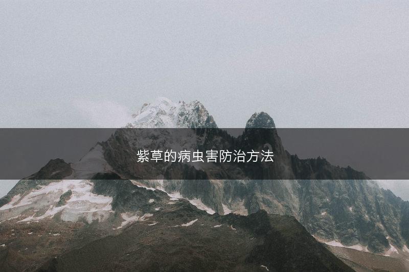 紫草的病虫害防治方法(图1)
