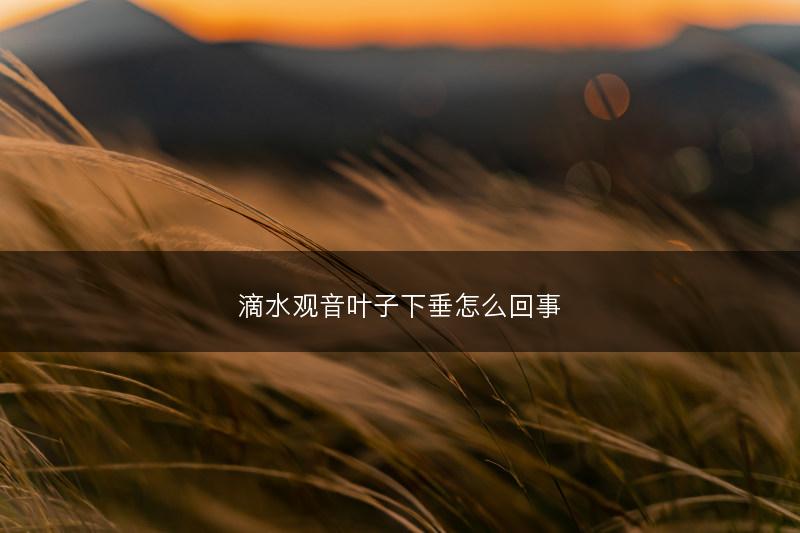 滴水观音叶子下垂怎么回事(图1)