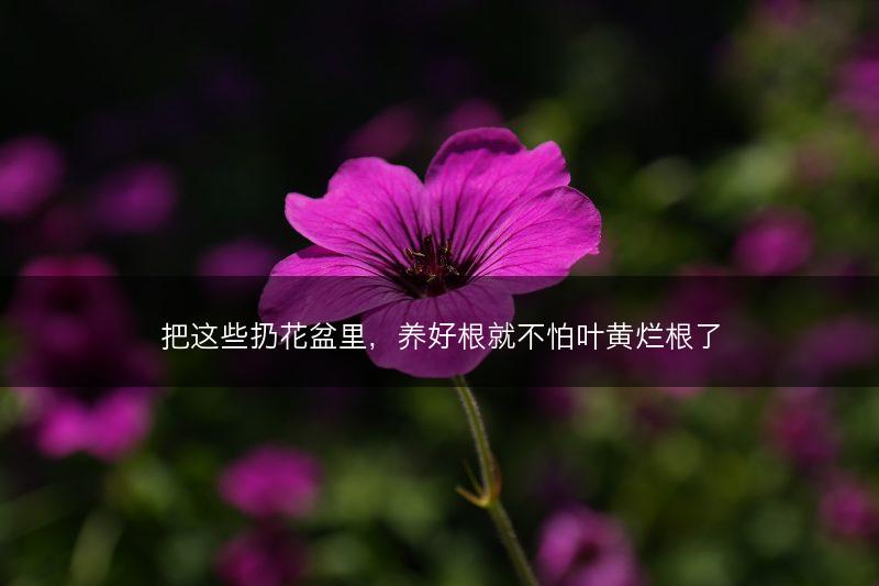把这些扔花盆里，养好根就不怕叶黄烂根了(图1)