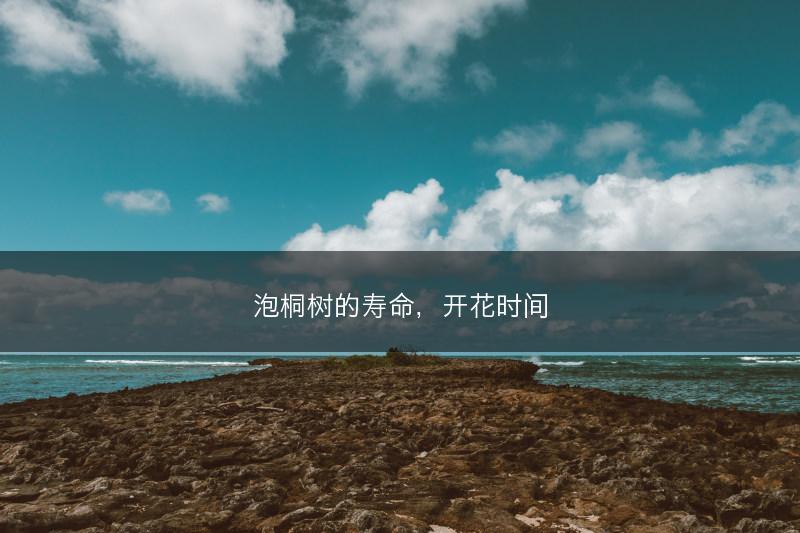 泡桐树的寿命，开花时间(图1)