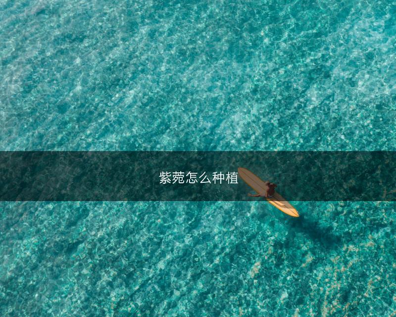 紫菀怎么种植(图1)