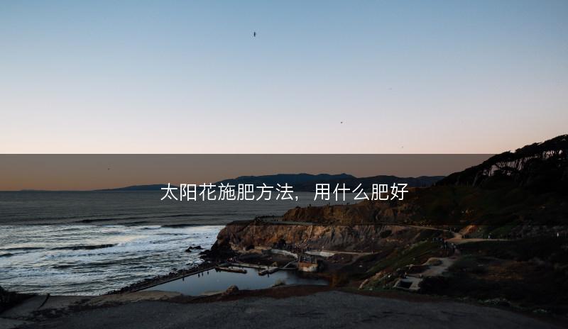 太阳花施肥方法，用什么肥好(图1)