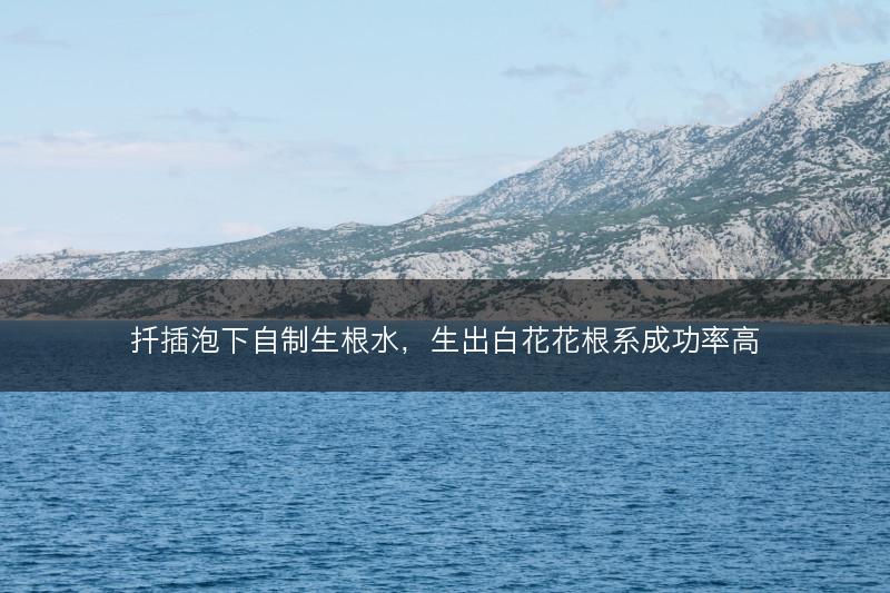 扦插泡下自制生根水，生出白花花根系成功率高(图1)
