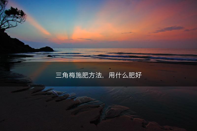 三角梅施肥方法，用什么肥好(图1)