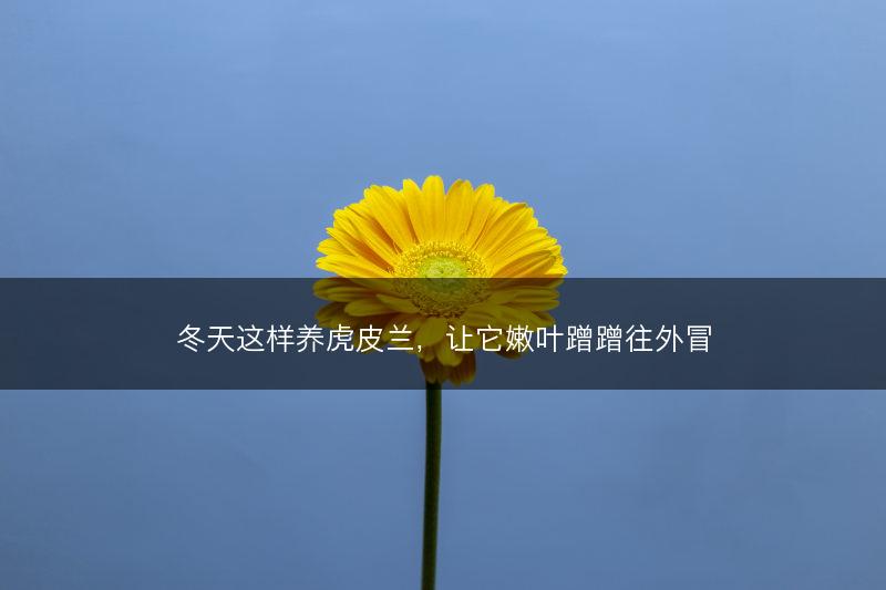 冬天这样养虎皮兰，让它嫩叶蹭蹭往外冒(图1)