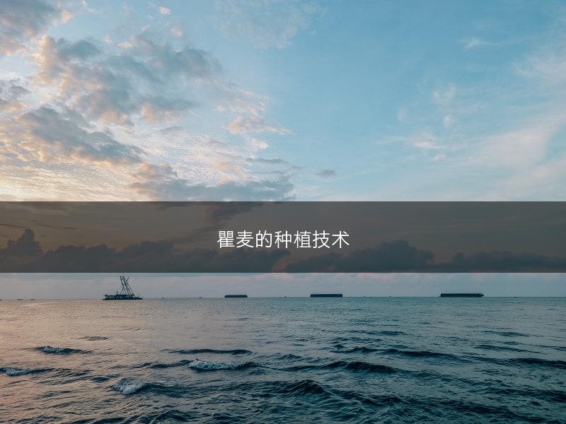 瞿麦的种植技术(图1)