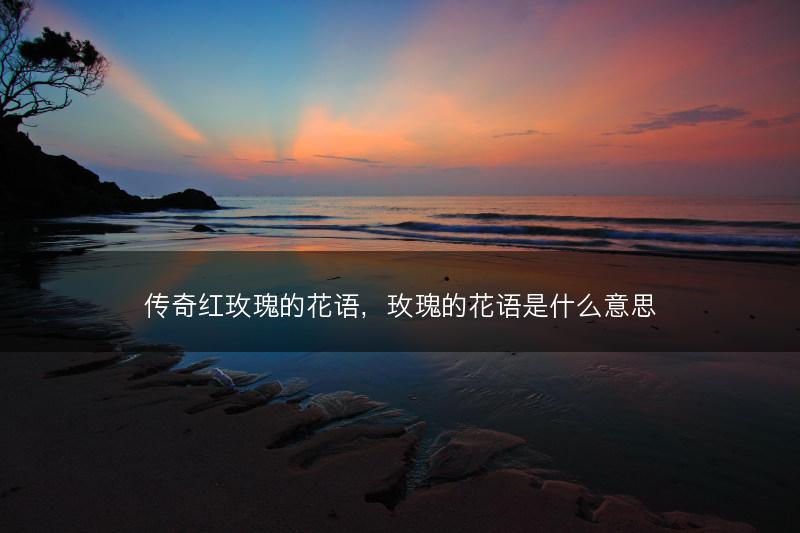 传奇红玫瑰的花语，玫瑰的花语是什么意思(图1)