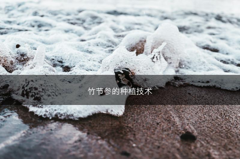 竹节参的种植技术(图1)