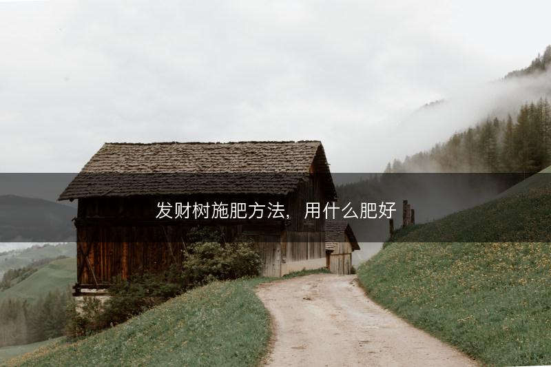 发财树施肥方法，用什么肥好(图1)