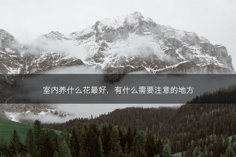 室内养什么花最好，有什么需要注意的地方(图1)