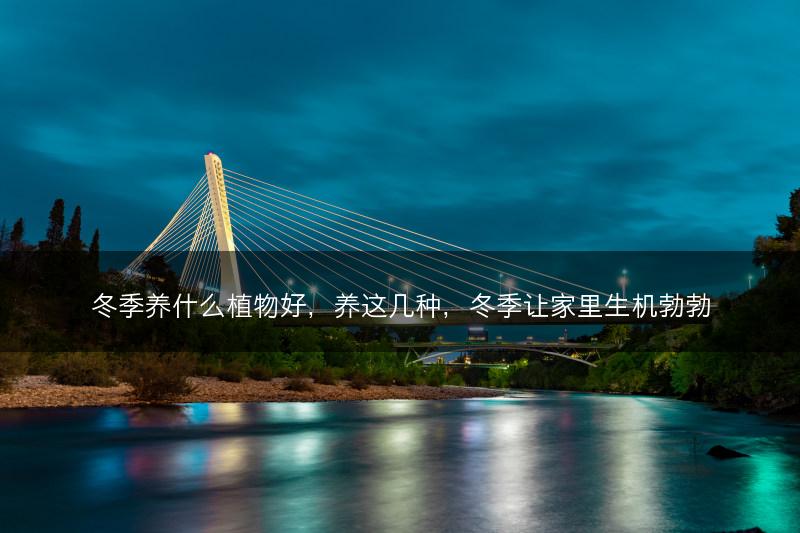 冬季养什么植物好，养这几种，冬季让家里生机勃勃(图1)
