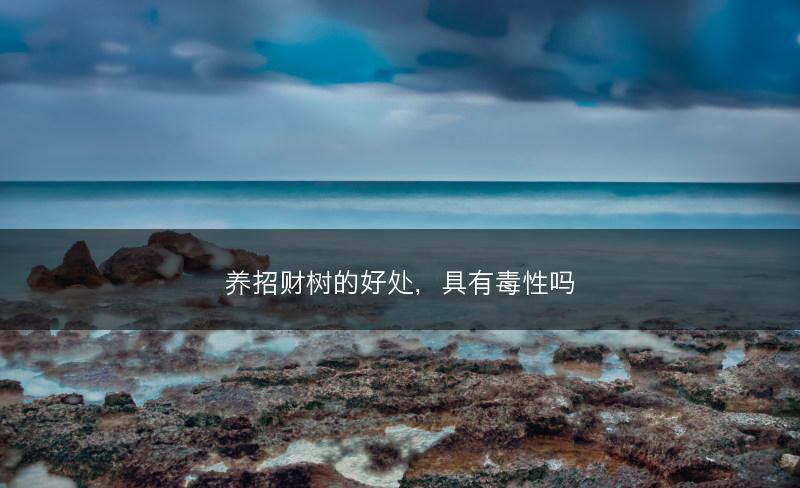 养招财树的好处，具有毒性吗(图1)
