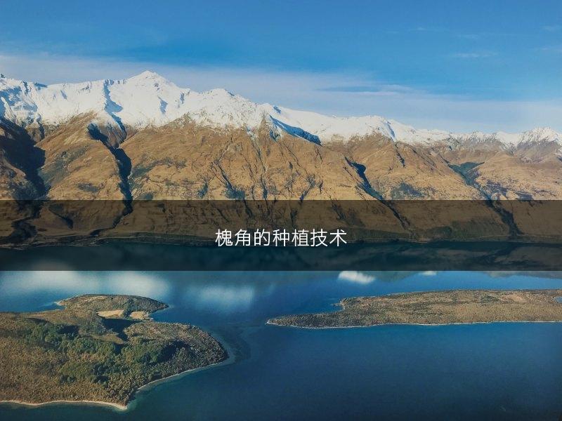 槐角的种植技术(图1)